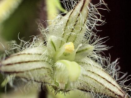 Bulbophyllum_lindleyanum_4