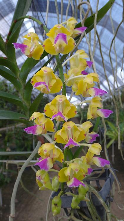 Aerides_houlletiana_5