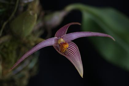 Bulbophyllum_inunctum_3