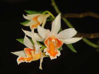Dendrobium_xanthophlebium
