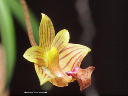 Bulbophyllum_capillipes_3
