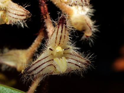 Bulbophyllum_lindleyanum