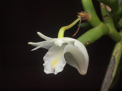 Dendrobium_kentrophyllum_3