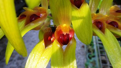 Bulbophyllum_graveolens_4