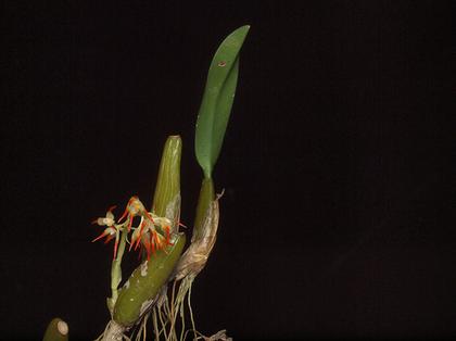 Bulbophyllum_angustifolium_3