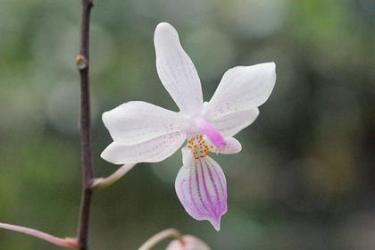 Phalaenopsis_lindenii_3