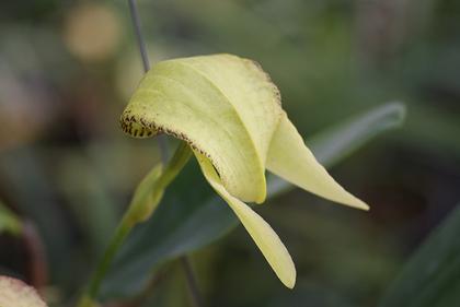 Bulbophyllum_burfordiense