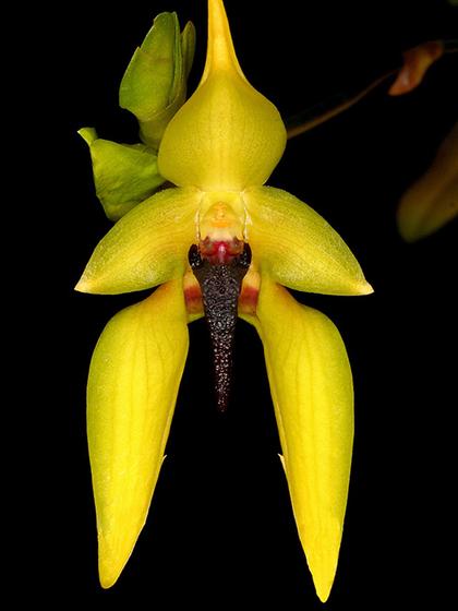 Bulbophyllum_carunculatum_2