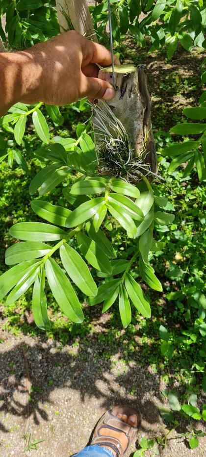 Dendrobium_Nestor_var_alba1_plant