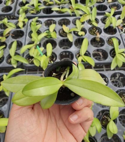 Phalaenopsis_mannii_var_black_plant