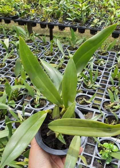 Bulbophyllum_longissimum_plant