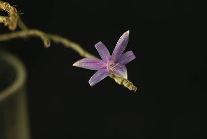 Dendrobium_coerulea