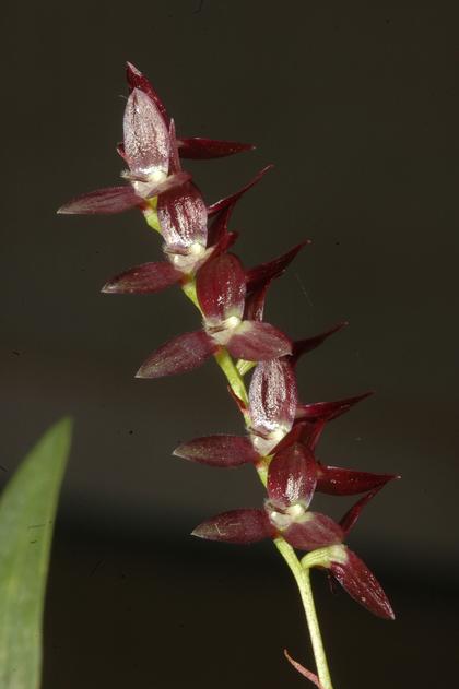 Bulbophyllum_onivense
