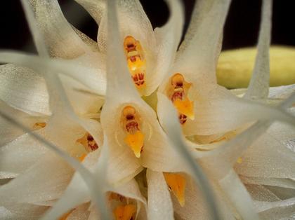 Bulbophyllum_medusae_4