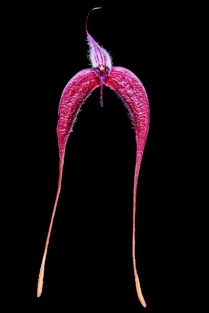 Bulbophyllum_nasica