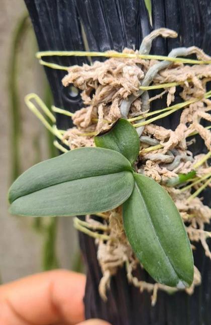 Phalaenopsis_gibbosa_plant