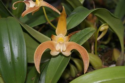 Bulbophyllum_polystictum_5