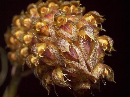 Bulbophyllum_tricorne_2