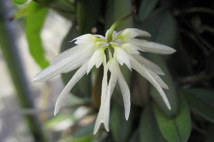 Bulbophyllum_purpurescens