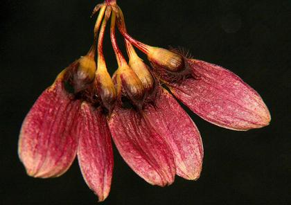 Bulbophyllum_flabellum_veneris_3