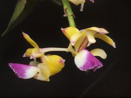 Aerides_houlletiana_4