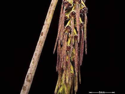 Bulbophyllum_lemniscatoides