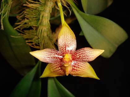 Bulbophyllum_baileyi