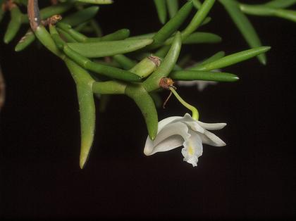 Dendrobium_kentrophyllum
