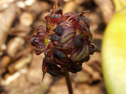Bulbophyllum_xylophyllum