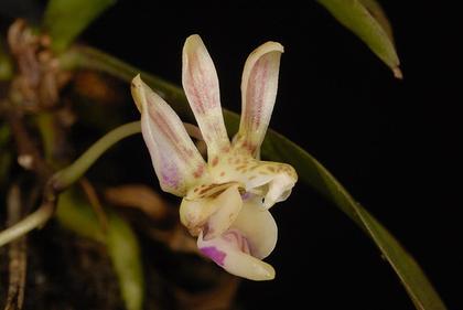 Phalaenopsis_finleyi