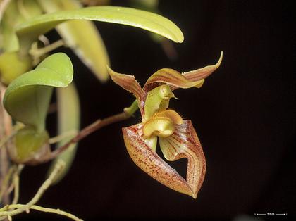 Bulbophyllum_lasiochilum_6