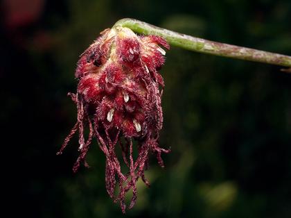 Bulbophyllum_lemniscata