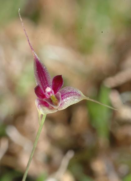Bulbophyllum_forsythianum