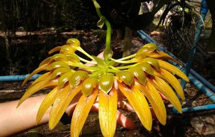 Bulbophyllum_graveolens