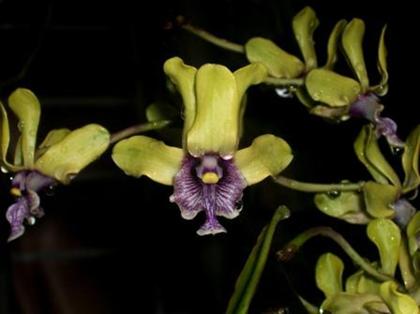 Dendrobium_violaceoflavens