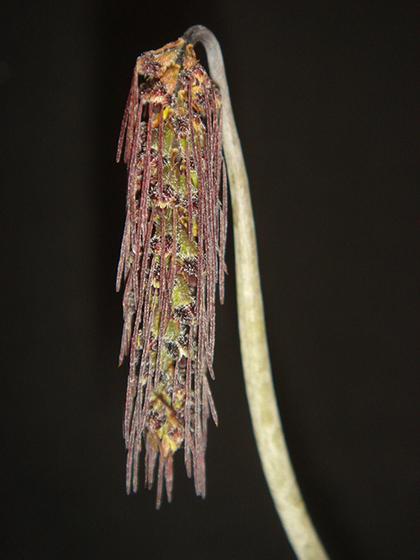 Bulbophyllum_lemniscatoides_5