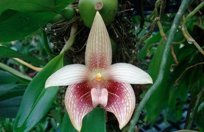 Bulbophyllum_facetum