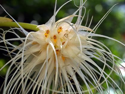 Bulbophyllum_medusae