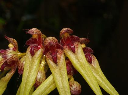 Bulbophyllum_picturatum_3