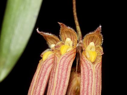 Bulbophyllum_longissimum