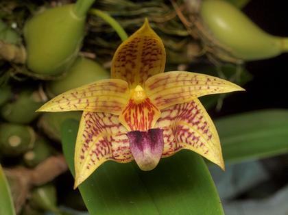Bulbophyllum_coweniorum