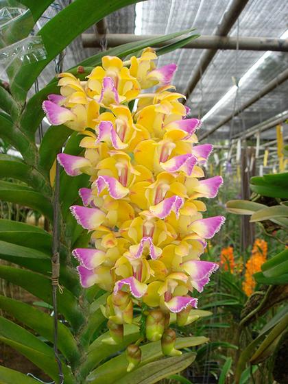 Aerides_houlletiana_2