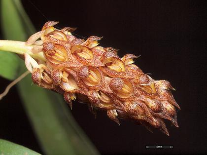 Bulbophyllum_peninsulare_4
