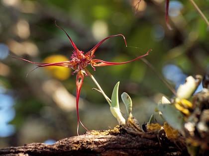 Bulbophyllum_wendlanbianum
