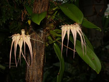 Bulbophyllum_sanguineopunctatum