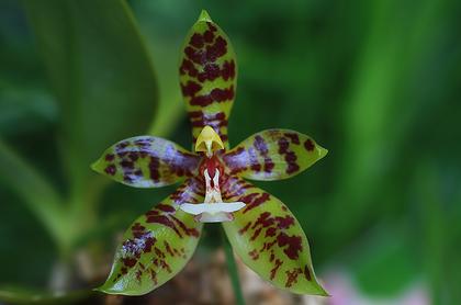 Phalaenopsis_pantherina