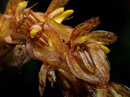 Bulbophyllum_morphologlorum