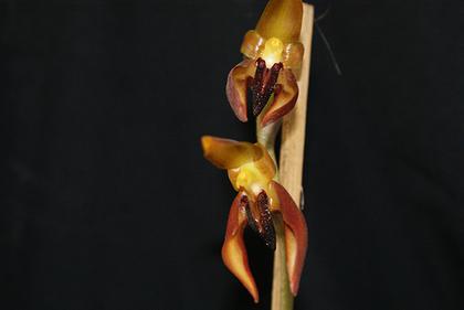 Bulbophyllum_mearnsii_1