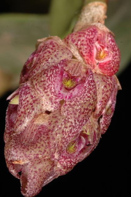 Bulbophyllum_peyrotii_1