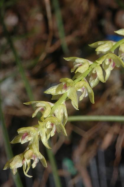 Bulbophyllum_leandrianum_2